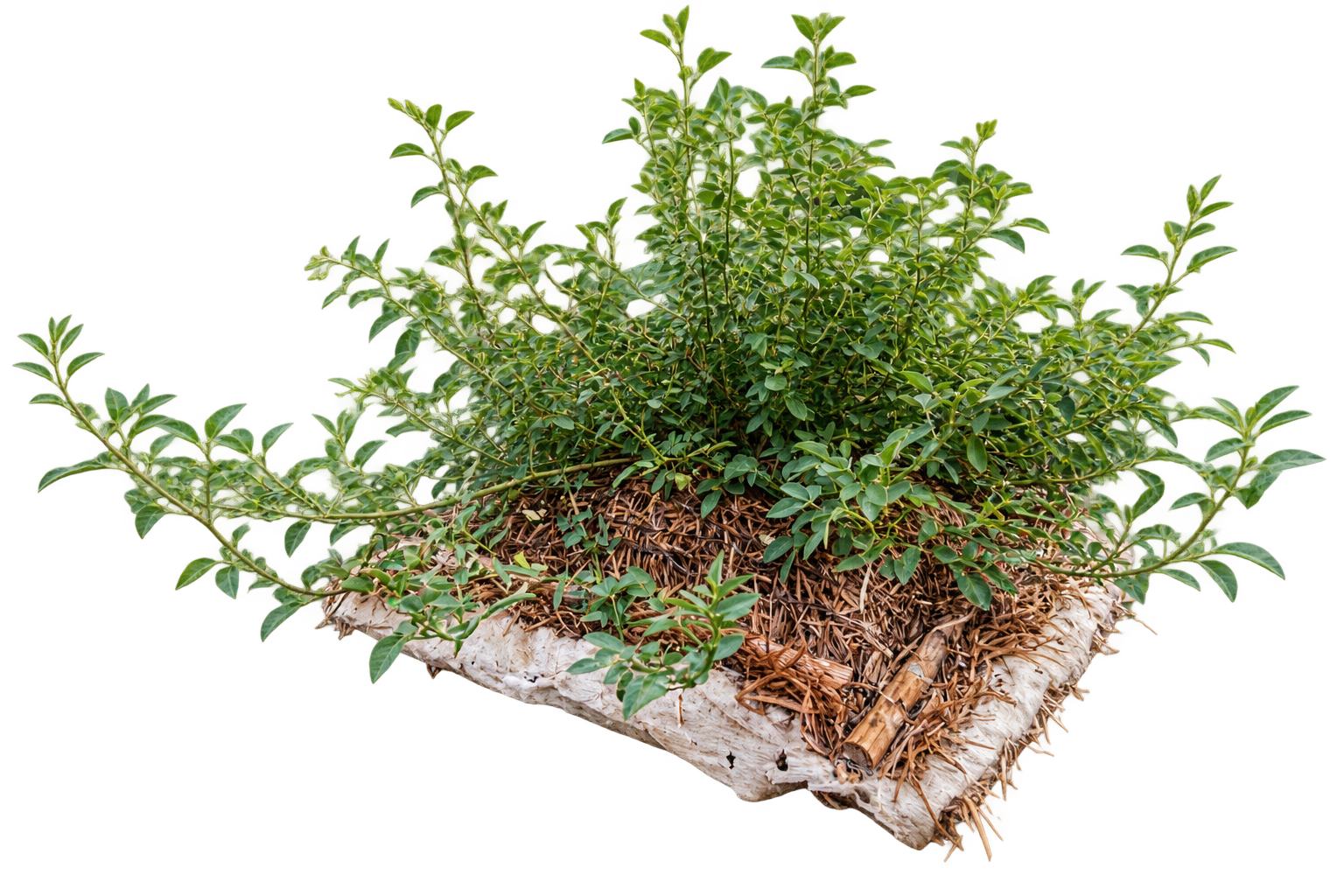 Freigestellter GeoGreenBag-Prototyp
